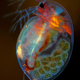 Pregnant Daphnia magna (small planktonic crustacean)